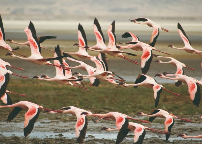 Parc national du lac Manyara - observation du gibier