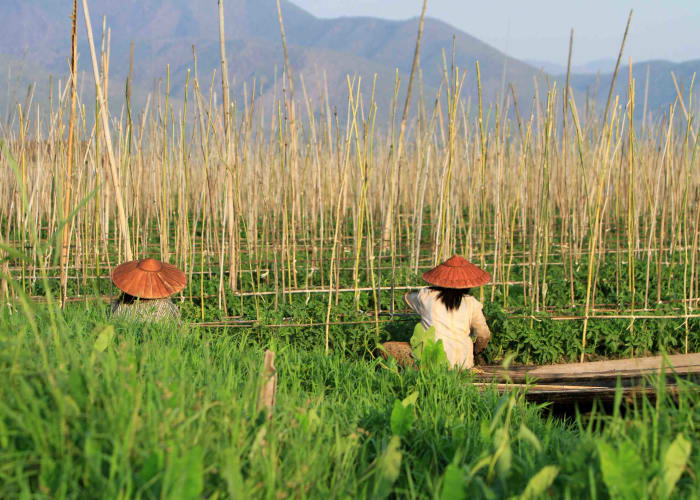 Le lac Inle