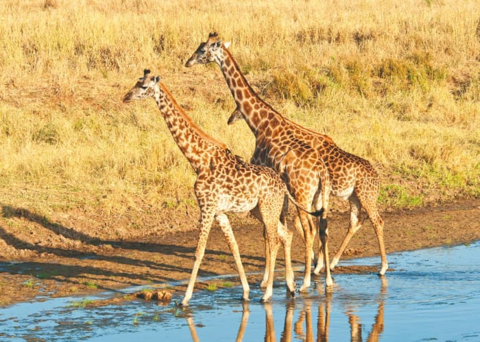 Arusha - Parc de Tarangire 2h30 - Mto wambu