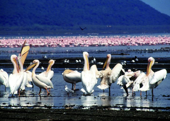 Samburu- Lake Nakuru