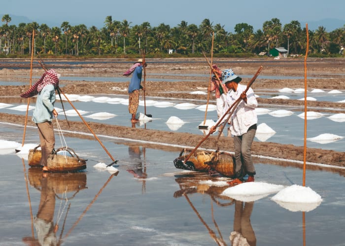 Kampot et la plantation de poivre
