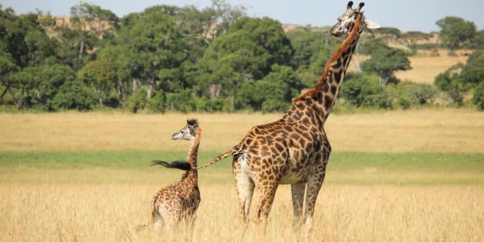 Amboseli Journée complète de safari en 4x4