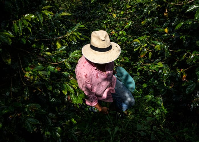 Découverte de la culture de la zone du café hébergé par une famille de producteur