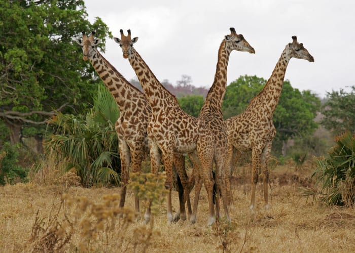Parc national du Serengeti - Arusha