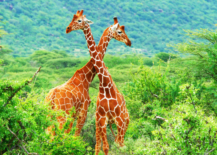Meru-Samburu