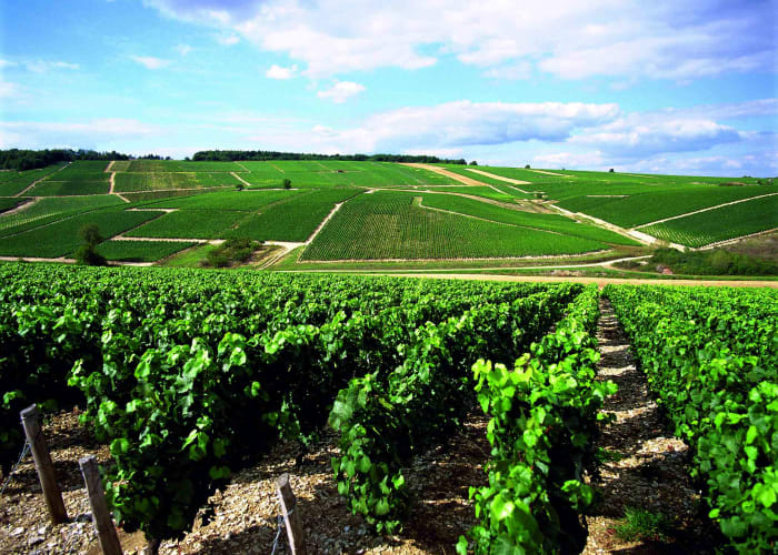 Visite de domaines viticoles exceptionnels