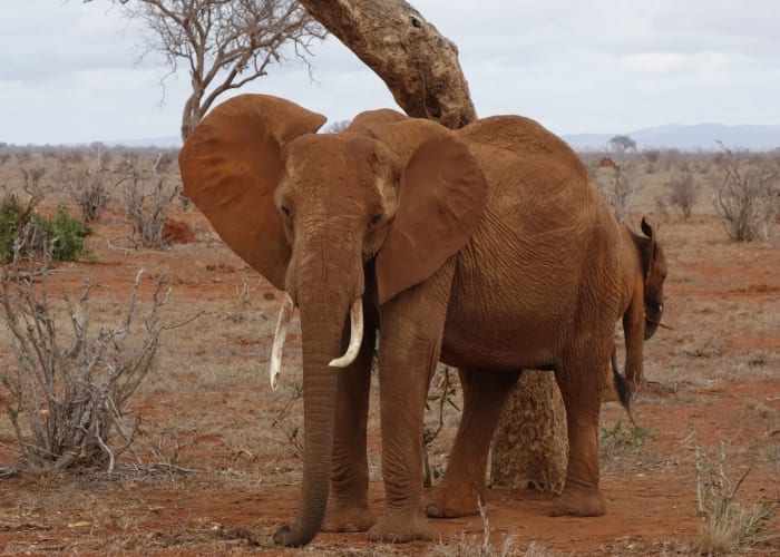 Tsavo Est