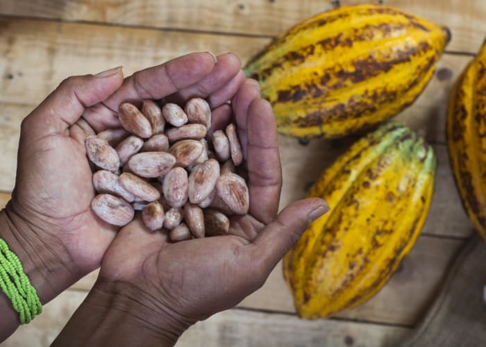 Mangroves et production de Cacao