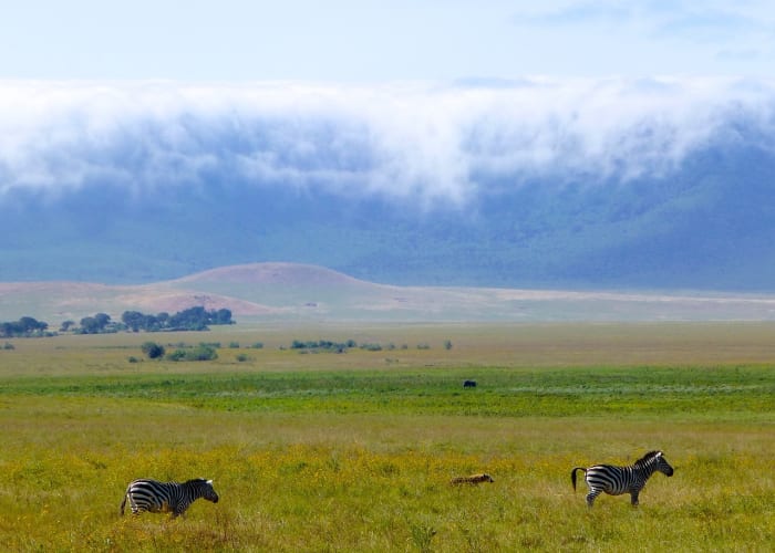 Cratère du Ngorongoro - Arusha