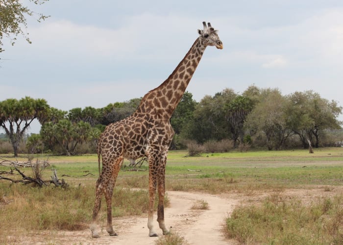 Parc national du Serengeti