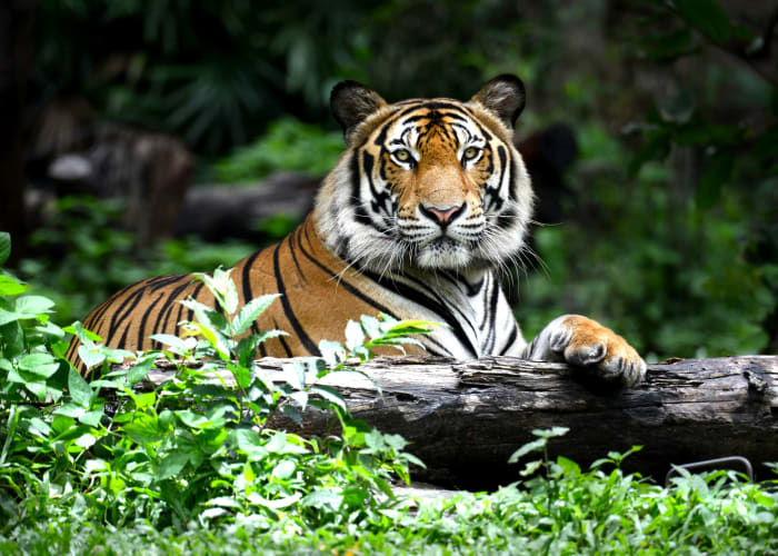 Nagarahole Tiger Reserve