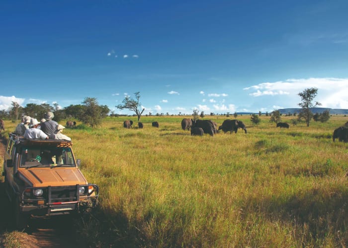 Safari - Parc national de Serengeti
