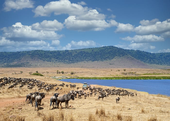 Visite du parc national du Serengeti et du cratère du Ngorongoro.