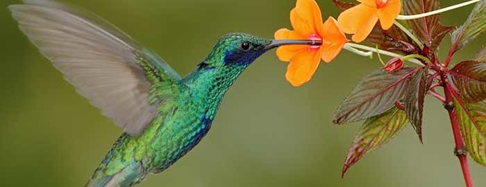 Observation des oiseaux dans la forêt nuageuse de Mindo