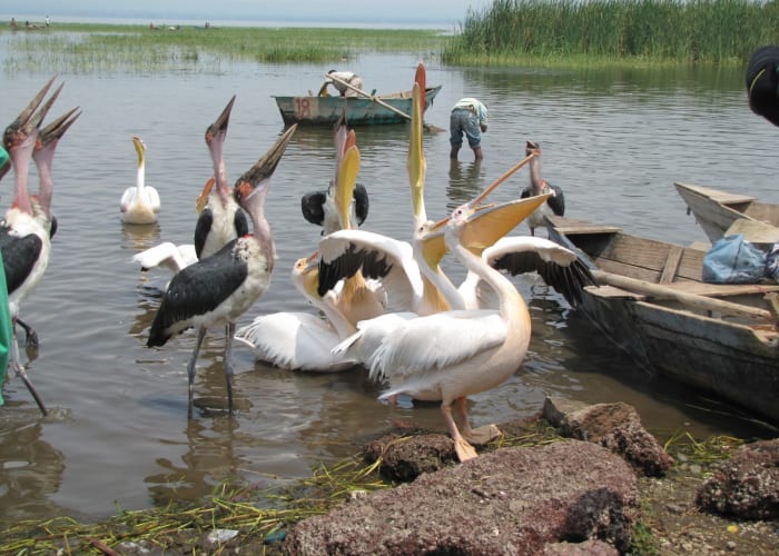 Parc Awassa : le paradis des oiseaux