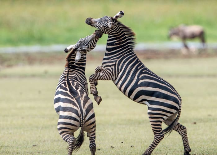 Journée complète d'observation de la faune dans le Serengeti Community Verified icon