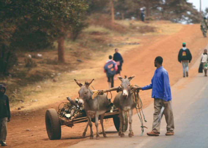 Transfert aéroport et jour de repos à Arusha
