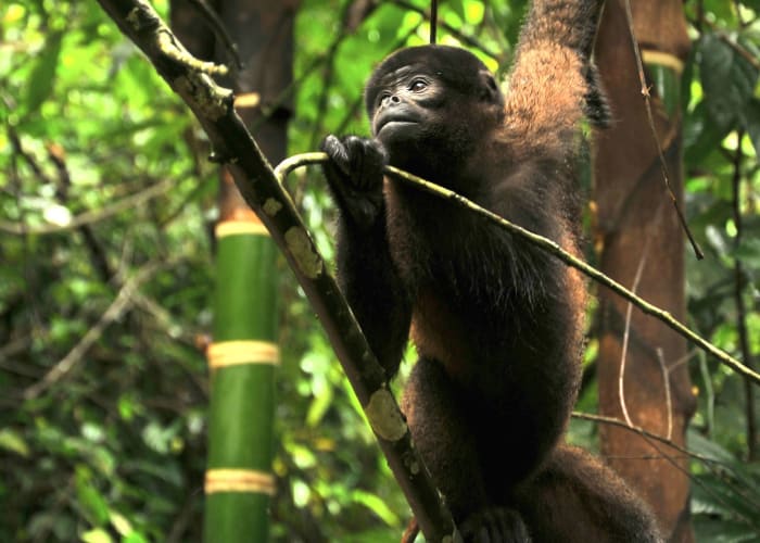 Amazonie, forêt et animaux