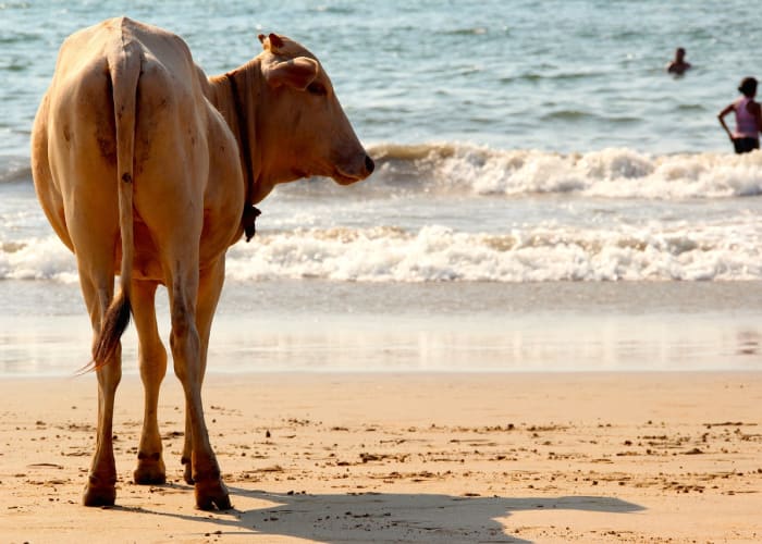 Goa