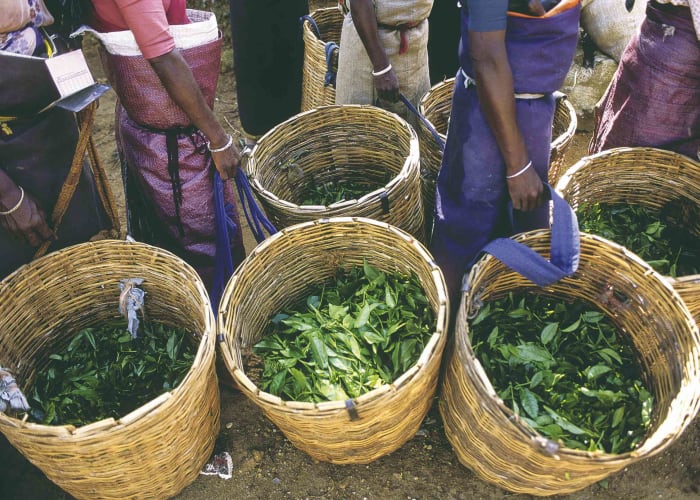 Bandarawella ella Nuwara Eliya