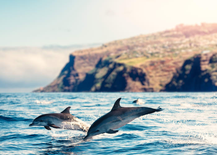 Journée Libre ou découverte des dauphins de Lovina (en option)