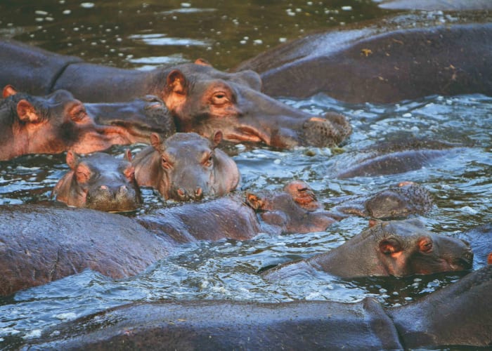 Le Parc national du Serengeti