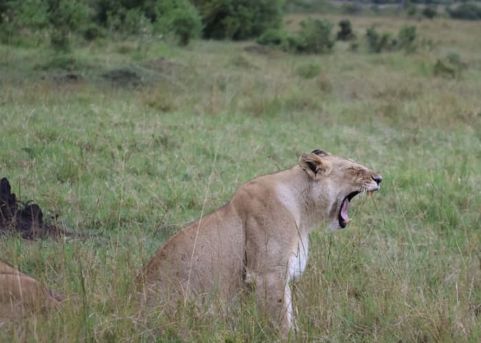 À la Découverte des Grands Félins et Plus dans le Masai Mara