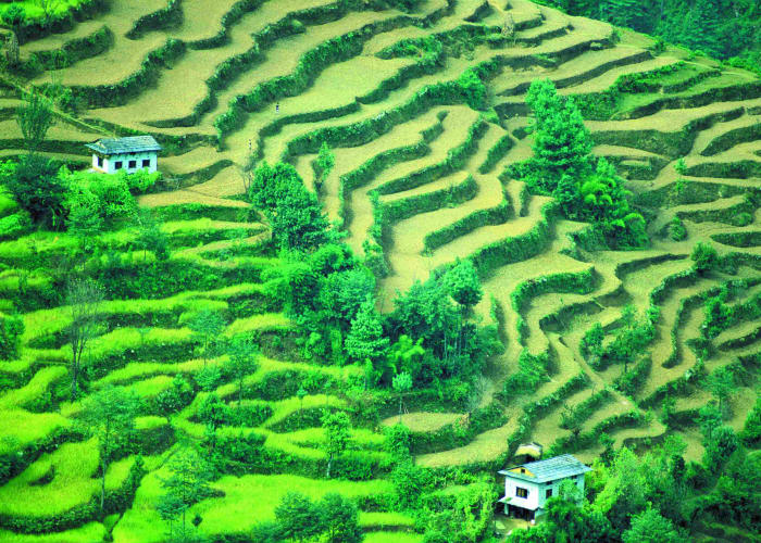 Ilam: découverte de la région de Kanyam