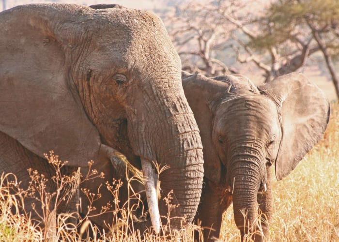 Arusha - Parc national du Tarangiré