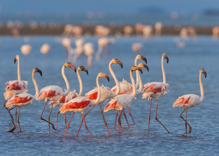 Une journée en Camargue sauvage