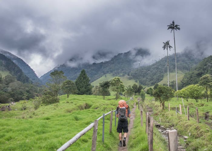 Excursion dans la vallée de Cocora
