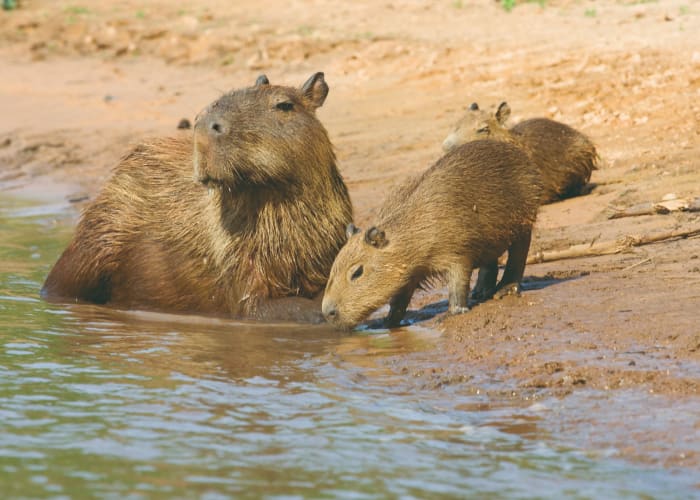 Faune et flore du Pantanal Sud