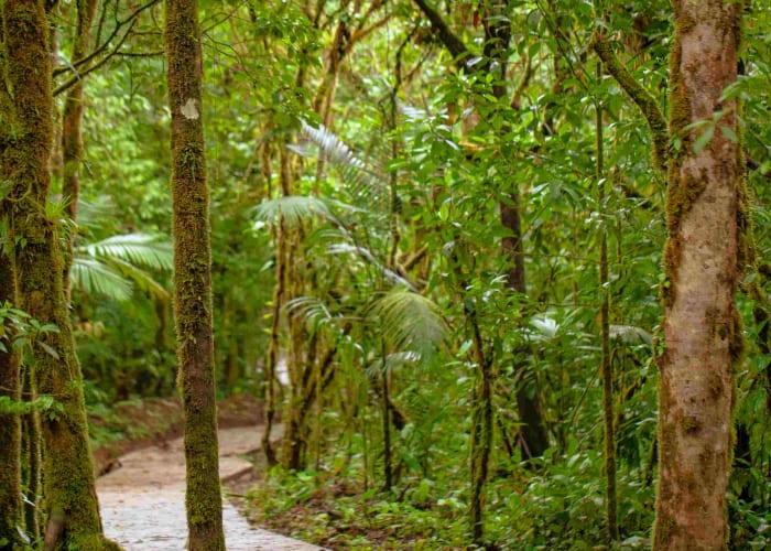 Réserve Monteverde