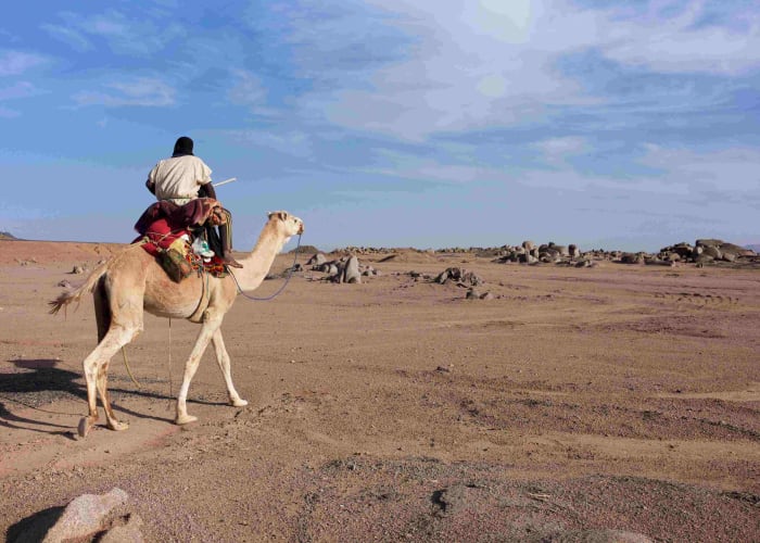 Oasis de Tenouchert