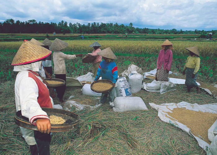 Découverte de la culture Ngadha