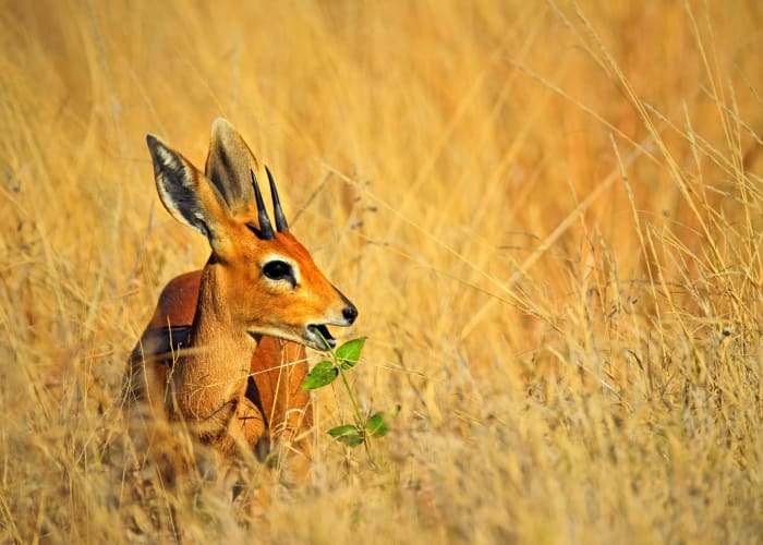 Parc national de Hwange
