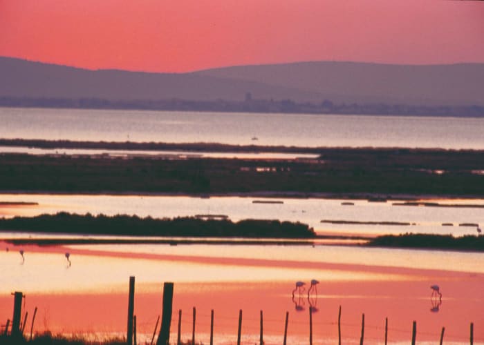 La Camargue haute en couleurs