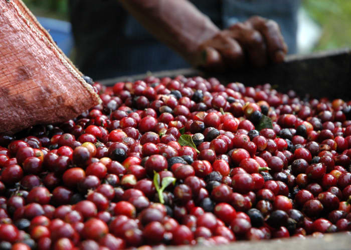 Petits producteurs de café d'Alta Verapaz