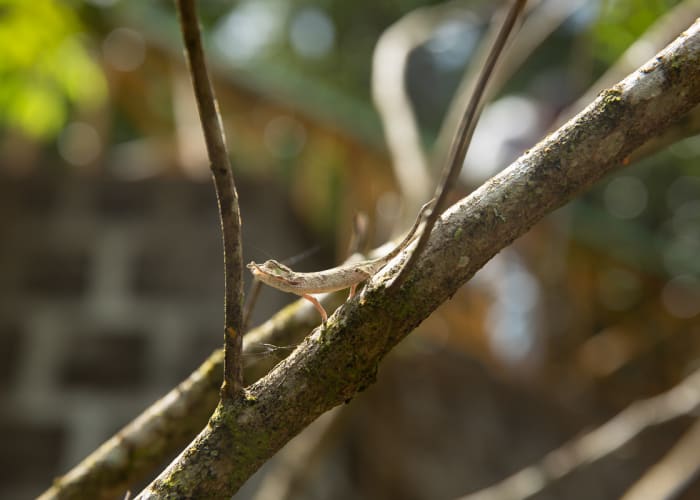 Ranomafana (B, D)