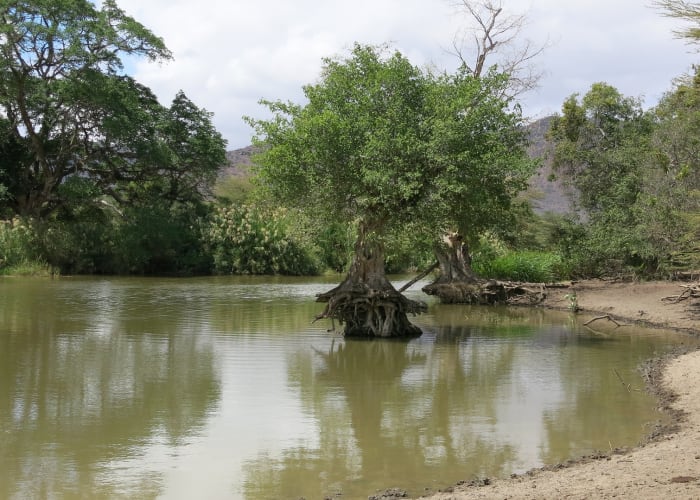 Parc national du lac Manyara-Arusha