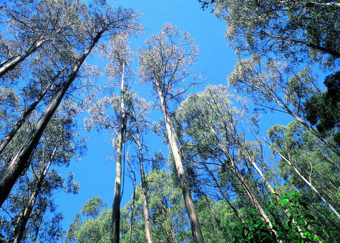 Cape Tribulation - Thala Reserve