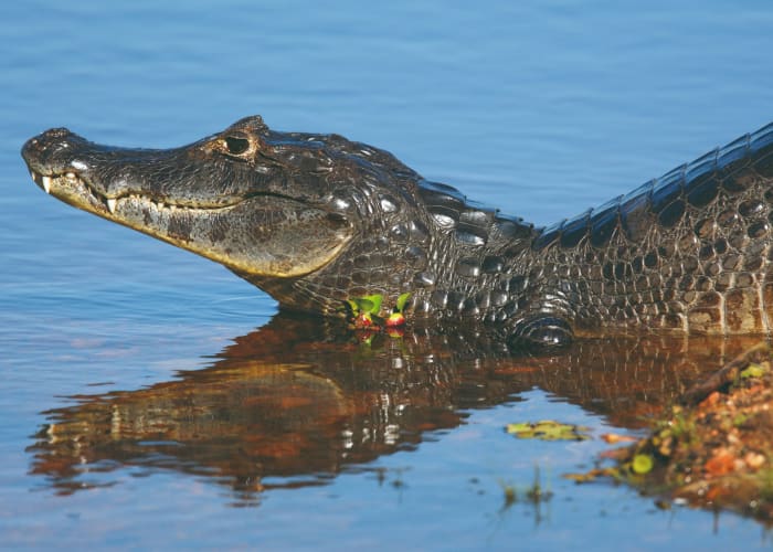 En route vers le Pantanal Sud