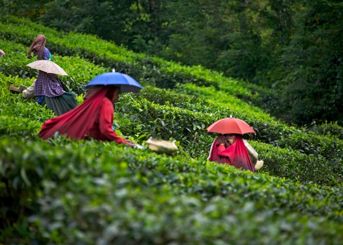 Munnar