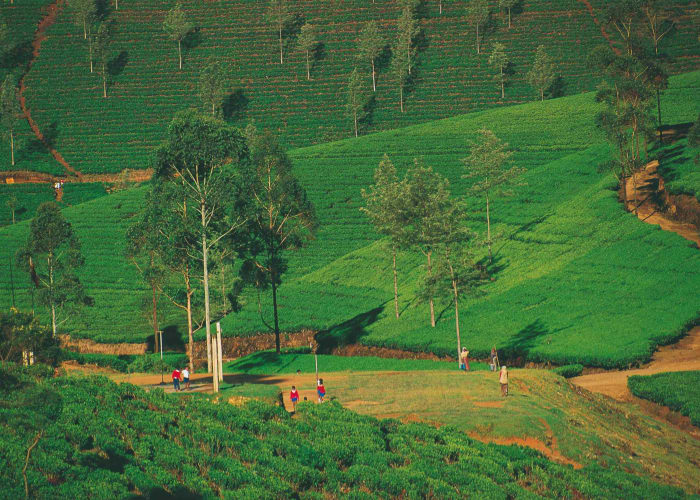 Alentours d'ELLA : Plantation de thé, randonnée et rivière