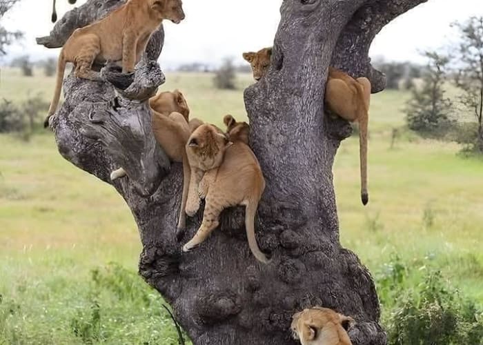 Ruaha National Park