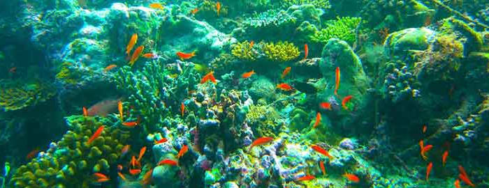 Snorkelling