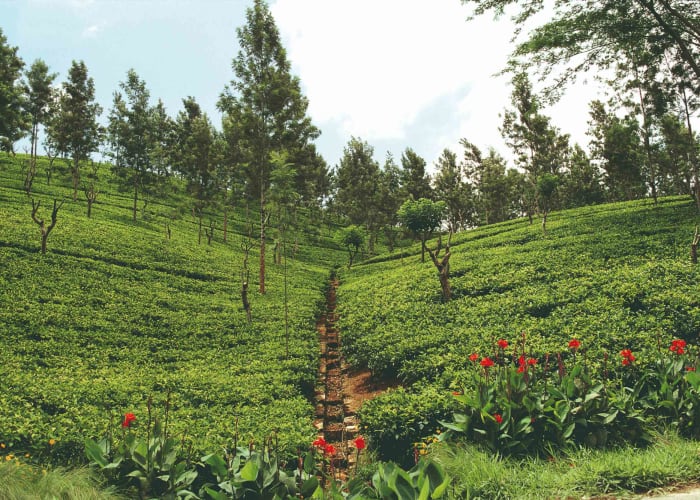 Balade en tuk tuk dans les plantations de thés