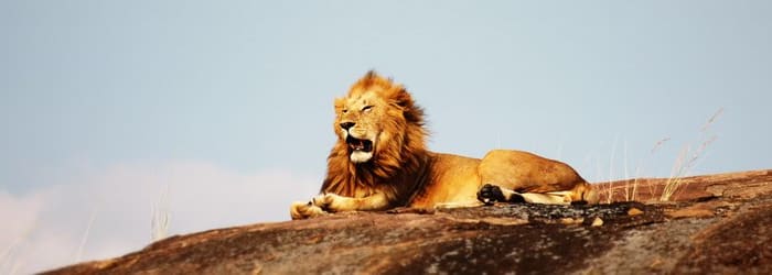 PARC NATIONAL DU SERENGETI