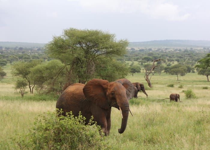 Safari dans le parc national de Tarangire
