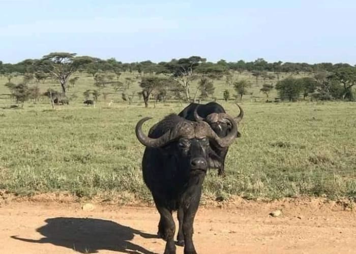Selous Game Reserve